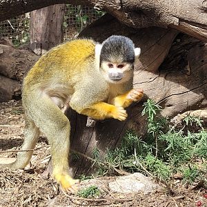Bolivian squirrel monkey -TerraNatura Benidorm (2022)