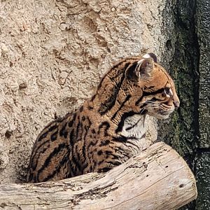 Ocelot -TerraNatura Benidorm (2022)