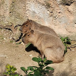 Capybara -TerraNatura Benidorm (2022)