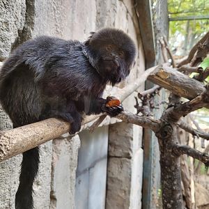 Goeldi's marmoset -TerraNatura Benidorm (2022)