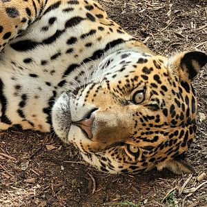 Jaguar -TerraNatura Benidorm (2022)