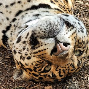 Jaguar -TerraNatura Benidorm (2022)