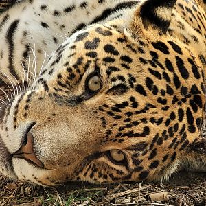 Jaguar -TerraNatura Benidorm (2022)