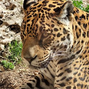 Jaguar -TerraNatura Benidorm (2022)