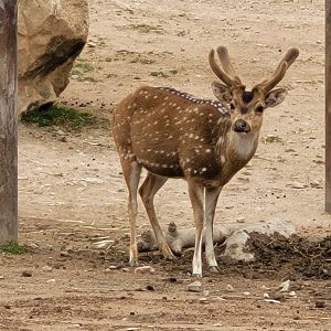 Axis -TerraNatura Benidorm (2022)