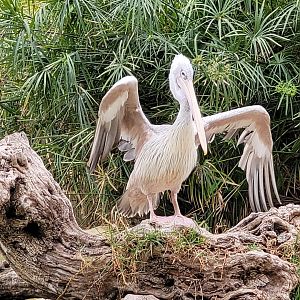 Pink-backed pelican -TerraNatura Benidorm (2022)