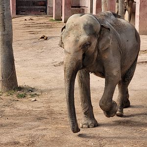 Asian elephant -TerraNatura Benidorm (2022)