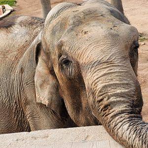 Asian elephant -TerraNatura Benidorm (2022)