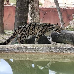 Indochinese clouded leopard -TerraNatura Benidorm (2022)
