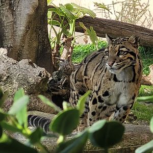 Indochinese clouded leopard -TerraNatura Benidorm (2022)