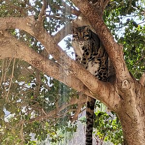 Indochinese clouded leopard -TerraNatura Benidorm (2022)