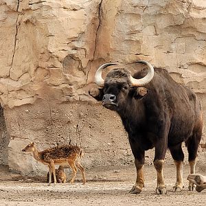 Indian gaur and Axis -TerraNatura Benidorm (2022)