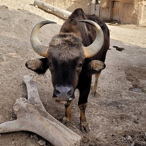 Indian gaur -TerraNatura Benidorm (2022)