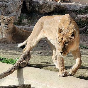 Asiatic lion -TerraNatura Benidorm (2022)