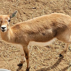 Blackbuck -TerraNatura Benidorm (2022)