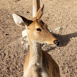 Barashinga -TerraNatura Benidorm (2022)