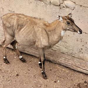 Nilgai -TerraNatura Benidorm (2022)