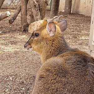 Reeve's muntjac -TerraNatura Benidorm (2022)