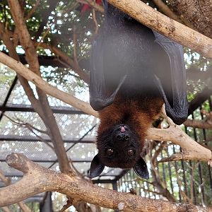 Lyle's flying fox -TerraNatura Benidorm (2022)