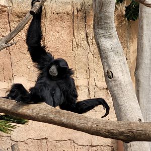 Siamang -TerraNatura Benidorm (2022)