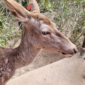 Iberian red deer -TerraNatura Benidorm (2022)