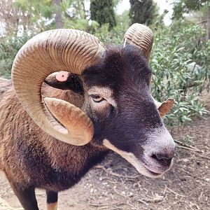 European mouflon -TerraNatura Benidorm (2022)