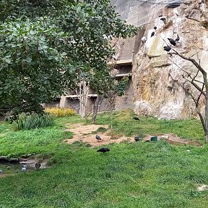 Large Walk-through aviary