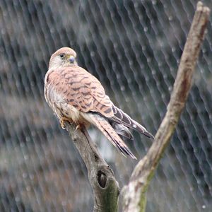 Lesser kestrel - female