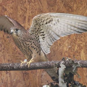 Lesser kestrel - female