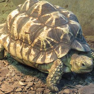 Burmese star tortoise