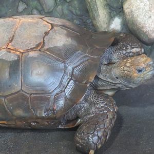 Asian forest tortoise