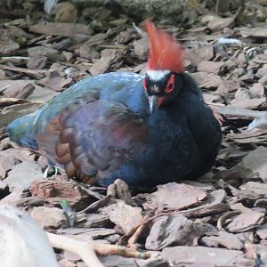 Crested wood partridge