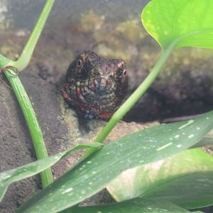 Chinese crocodile lizard