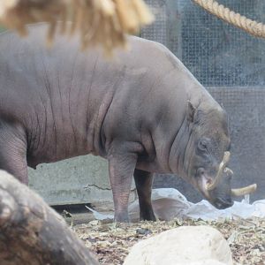 North Sulawesi babirusa