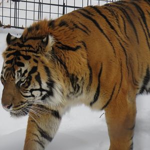 Sumatran tiger