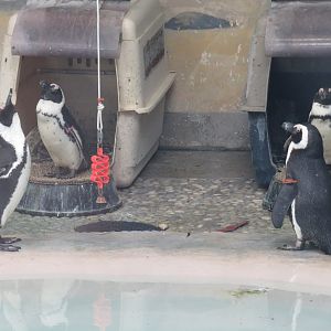 African penguins