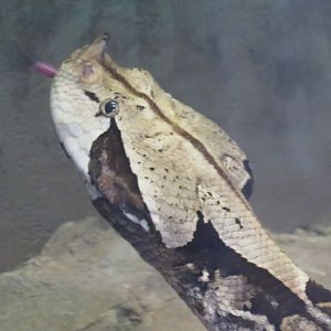 Gaboon viper