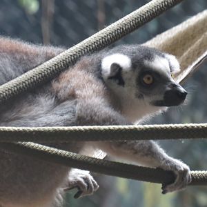 Ring-tailed lemur