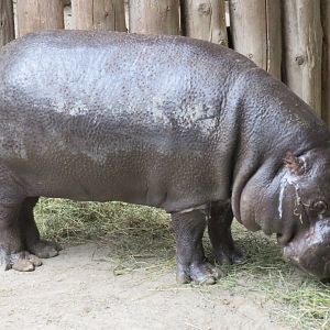Pygmy hippopotamus
