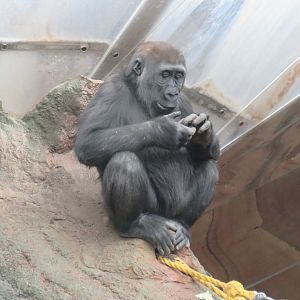 Juvenile western lowland gorilla