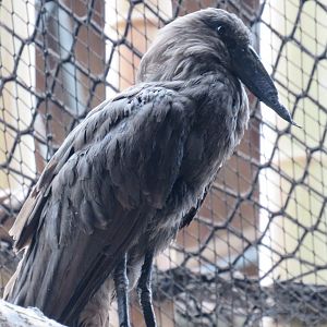 Hamerkop