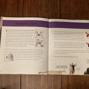 Lesser Spotted Animals