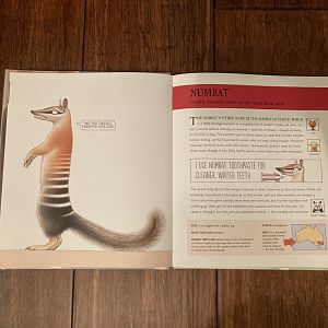 Lesser Spotted Animals