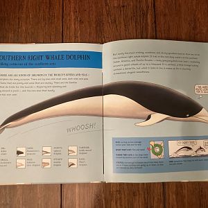 Lesser Spotted Animals