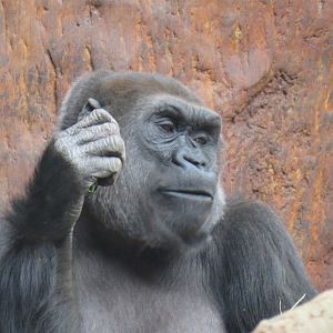 Western lowland gorilla