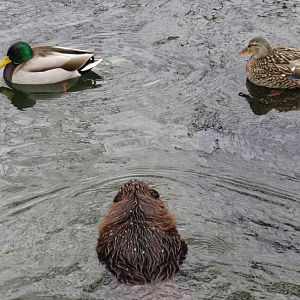 Beaver with wild mallards