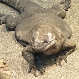 San Esteban chuckwalla