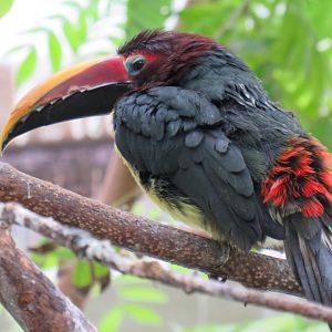Green aracari
