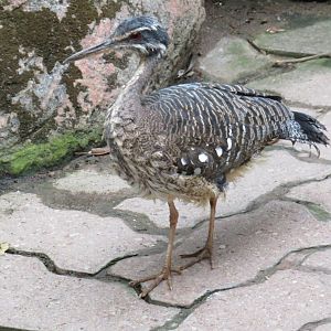 Sunbittern