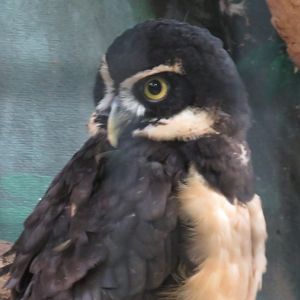 Spectacled owl